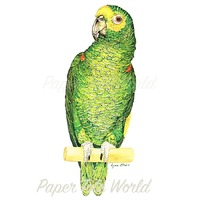 Amazon Parrot - 15" x 6"