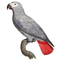African Grey Parrot - 8" x 10"