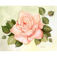 Apricot Rose - 8" x 10"