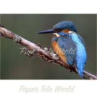 Blue Kingfisher - Single Print - 12" x 16"