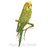 Budgerigar - 15" x 6"