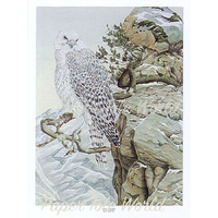 Gyr Falcon - 13" x 17"