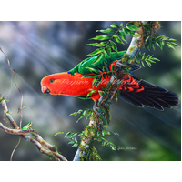 Kings Branch - Male King Parrot - 13.5" x 10.5"
