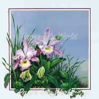 Pink Orchids - Single Print - 10" x 10"