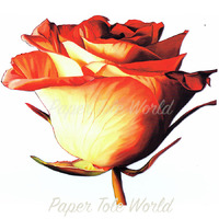Rose Bud I - 9" x 9"