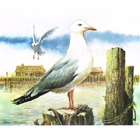 Seagull on Jetty - 8" x 10"