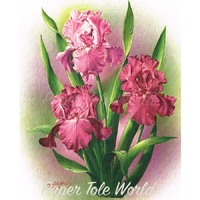 Small Pink Iris - 4" x 5"