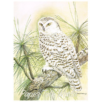 Snow Owl - 6" x 8"