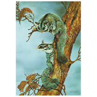 Squirrel Glider - 8" x 11"