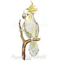 Sulphur Crested Cockatoo - Single Print - 15" x 6"
