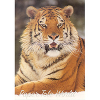 Tiger (Yellow) - Single Print - 5" x 7"