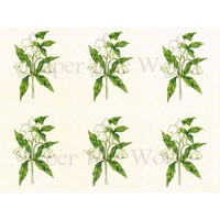 White Lily - Card Sheet - 8" x 10"
