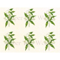 White Lily - Card Sheet - 8" x 10"