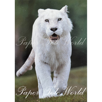 White Tiger - Single Print - 5" x 7"