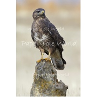 Common Buzzard 8" x 12"