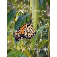 Monarch Butterfly - 13" x 10"