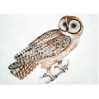 Chinese Owl - 12" x 8", Single Print