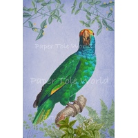 Blue Cheeked Amazon Parrot 6" x 9"