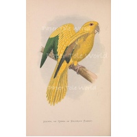 Golden Parrot - 7" x 11"