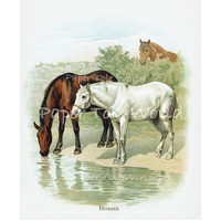 Horses At The Watering Hole - 10" x 12", Single Print