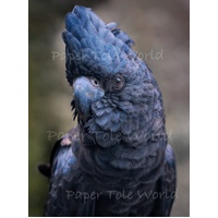 Red -Tailed Black Cockatoo - 8" X 10"