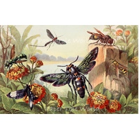 Vintage Insects - 9" x 14", Single Print