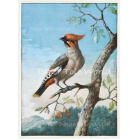 Bohemian Waxwing Bird 8" x 10.6", Single Print