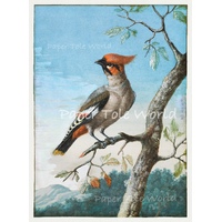 Bohemian Waxwing Bird 8" x 10.6"