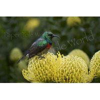 Humming Bird On Yellow Flowers 15" x 10"