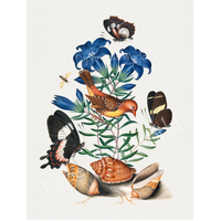 Bird, Butterflies and Shells 7" x 9", Single Print