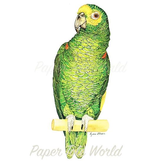 Picture of Amazon Parrot - 15" x 6"