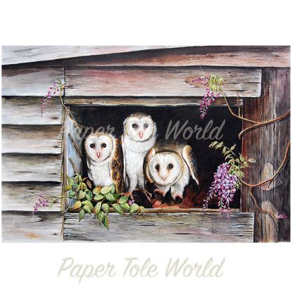 Picture of Barn Owls & Wisteria - 12" x 16"