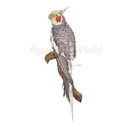 Picture of Cockatiel - 6" x 15"