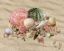Picture of Cool Shells - 8" x 10"