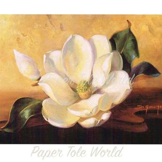 Picture of Magnolia Glow II - 8" x 10"