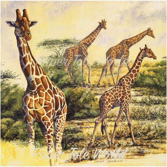 Picture of Safari III - 12" x 12"