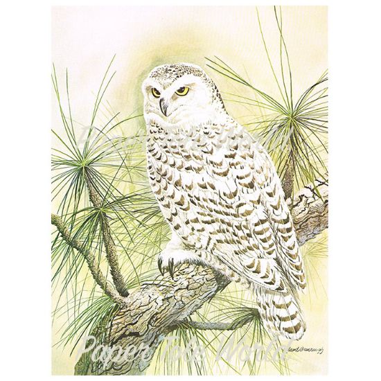 Picture of Snow Owl - 6" x 8"