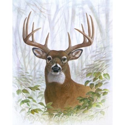 Picture of Stag - 8" x 10"