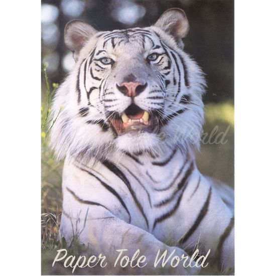 Picture of Tiger (White) - 5" x 7"