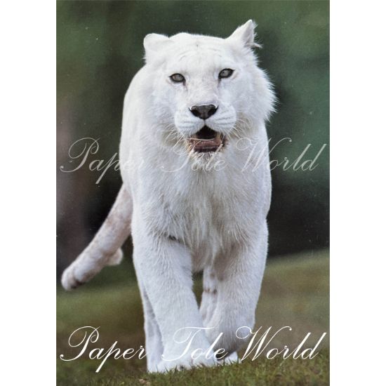 Picture of White Tiger - 5" x 7"