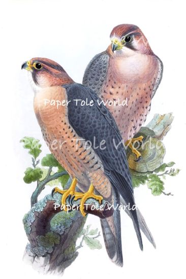 Picture of Peregrine falcon 6" x 9"