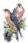 Picture of Peregrine falcon 6" x 9"