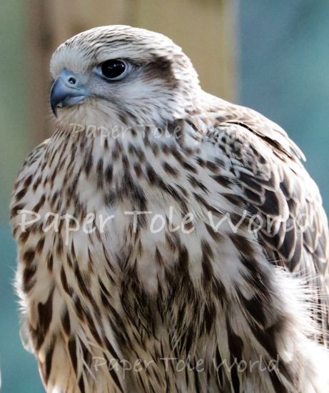 Picture of Falcon 10" x 12"