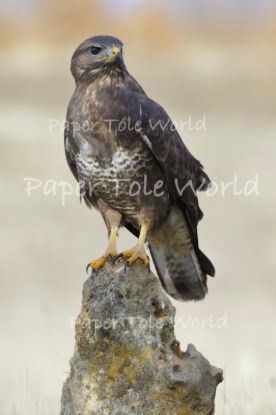 Picture of Common Buzzard 8" x 12"