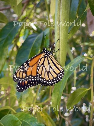 Picture of Monarch Butterfly - 13" x 10"