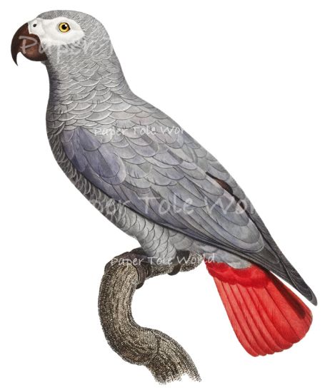 Picture of African Grey Parrot - 8" x 10"