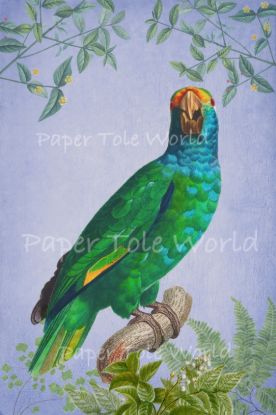 Picture of Blue Cheeked Amazon Parrot 6" x 9"