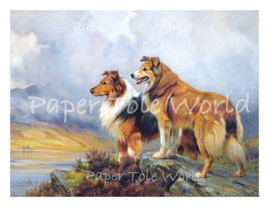Picture of Collie Dogs - 9" x 11"