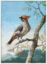 Picture of Bohemian Waxwing Bird 8" x 10.6"