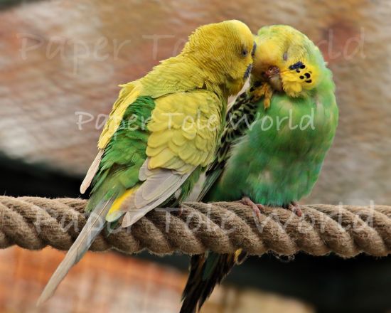 Picture of 2 Budgies - 8" x 10"